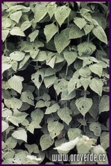 210.jpg