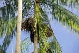 acai4.jpg